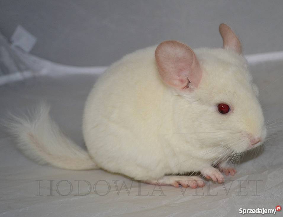 Szynszyla szynszyl samiec PINK WHITE biały wielkopolskie Perzyce