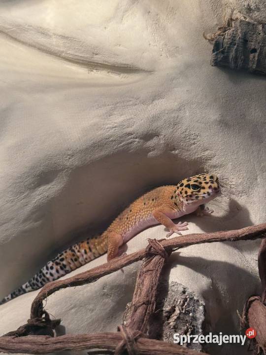 Gekon lamparci Kołodziejewo sprzedam