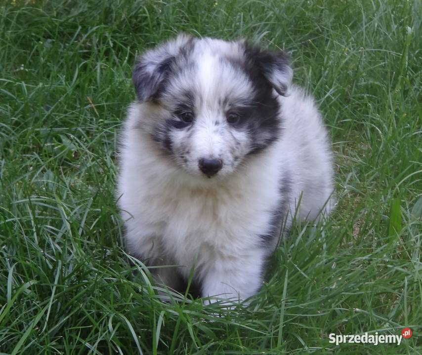 Owczarek szetlandzki sheltie mazowieckie