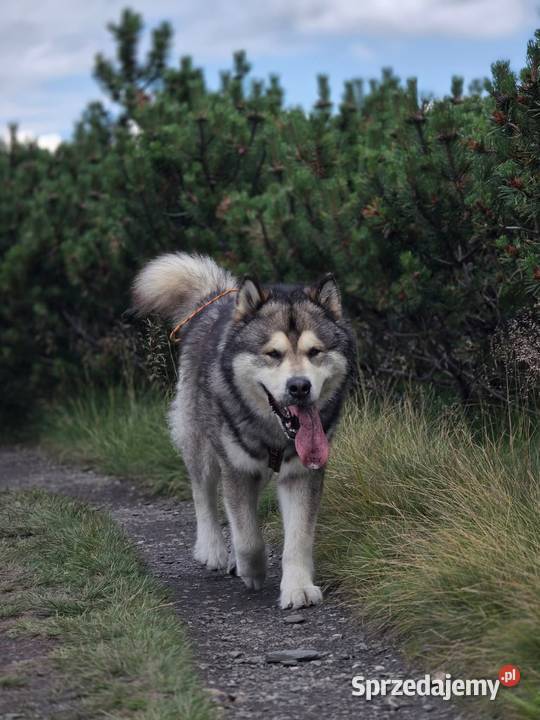 Alaskan Malamute jesień 2026 Arctic Challenge Wesoła