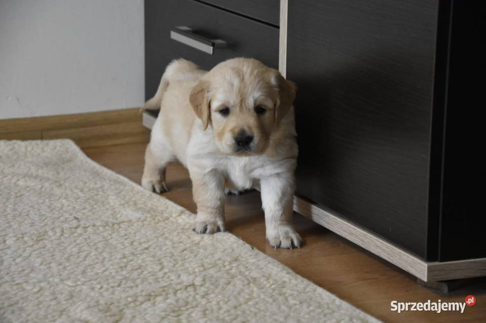 Golden Retriever Ciechowice sprzedam