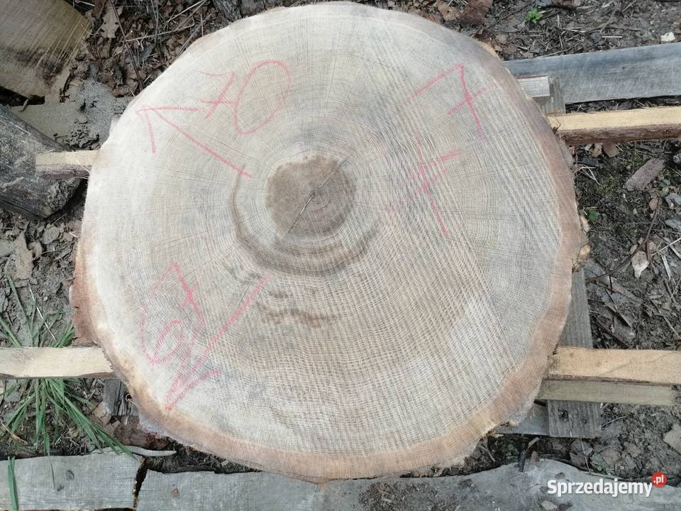 Stolik kawowy plaster dębu 67x72x7 jesiona wiązu Przysucha