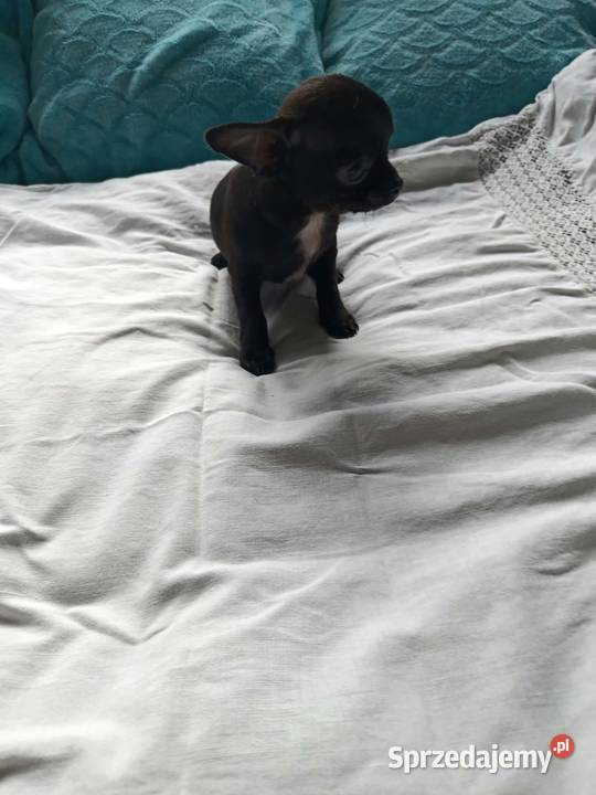 Czarny piesek Chihuahua szuka kochającego domu Płońsk