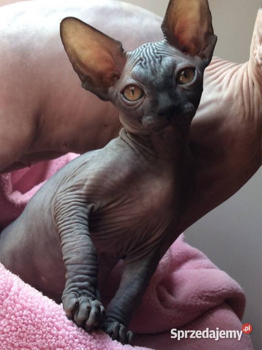 Przepiękna koty Płatna Adopcja Wwa Sosnowiec