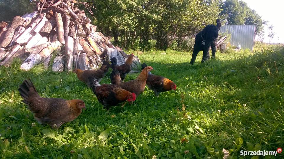 kogut zielononóżki kuropatwianej sprzedam Giżycko