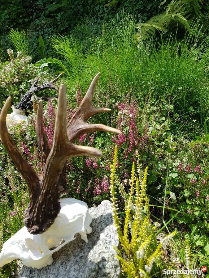 Kopie parostków KRZYSTKOWICE CIC 20147 Orzesze