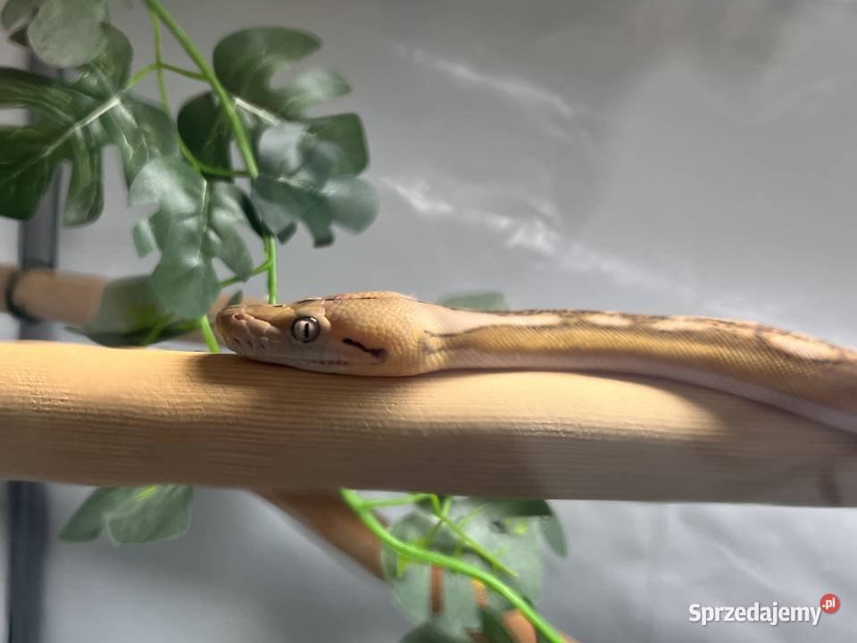 Pyton siatkowy super dwarf samiec Kołobrzeg