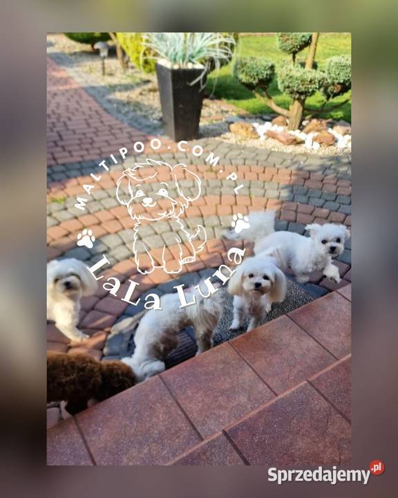 Maltipoo maltańczyk pudel maltipoocom