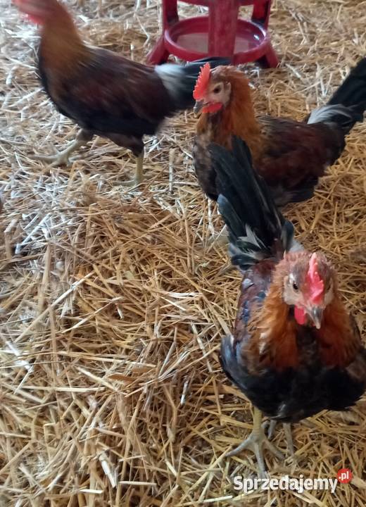 Koguty zielononóżki czystorasowe