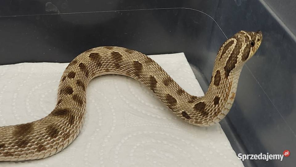 Heterodon sprzedam
