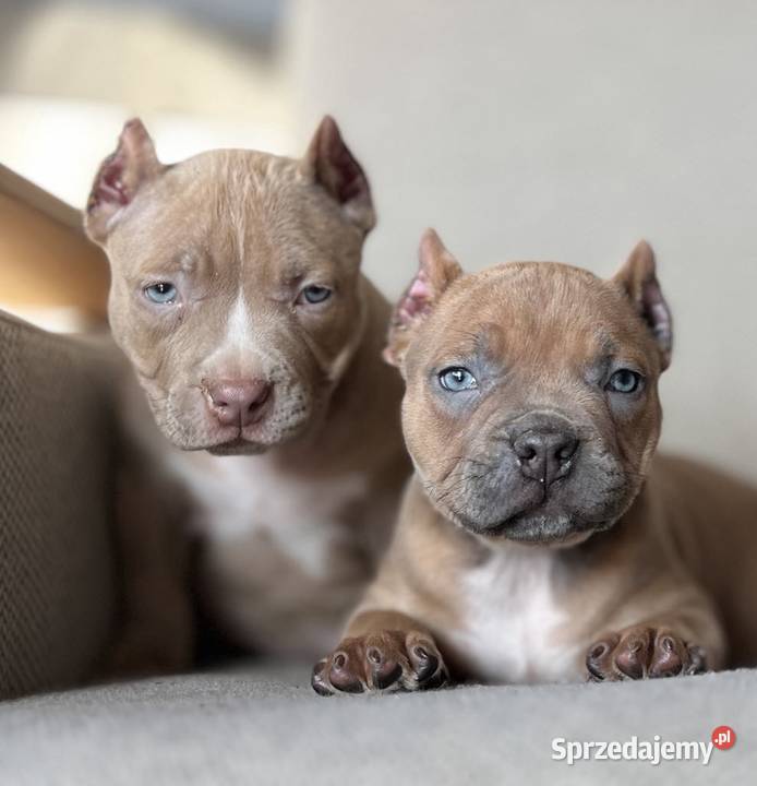 American Bully ABKC Gundabar Dogs suczka