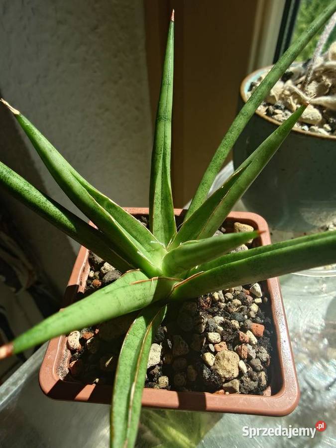 Sansevieria hybr White Medusa roślina z kolekcji Wyposażenie wnętrz