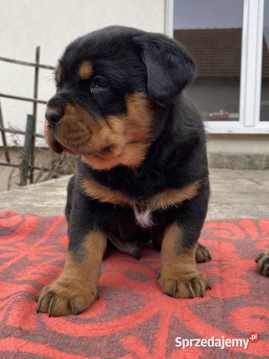 Sprzedam pięknego pieska rasy Rottweiler Ostrów Wielkopolski