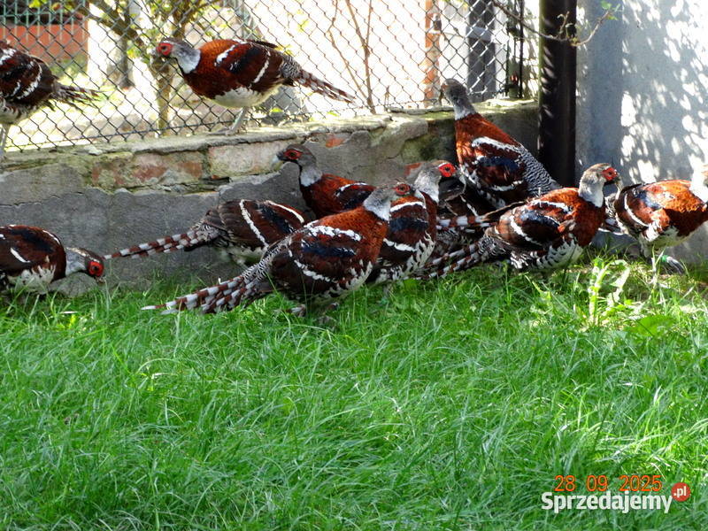 Sprzedam Bażanty Kasztanowe Elioty Bażant z 2025 Gostyń