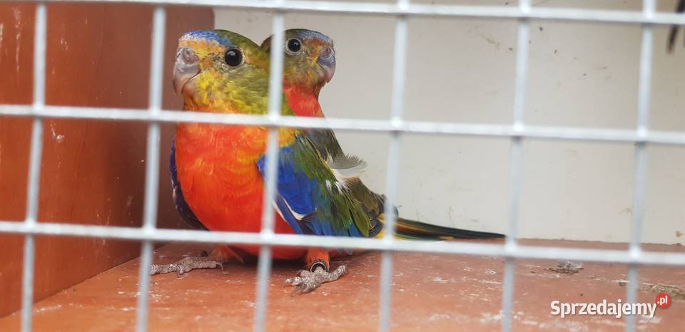 Sprzedam łąkówki turkusowe Miłaczewek