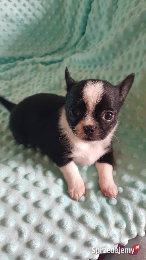 Śliczne szczeniaki chihuahua mazowieckie Płońsk