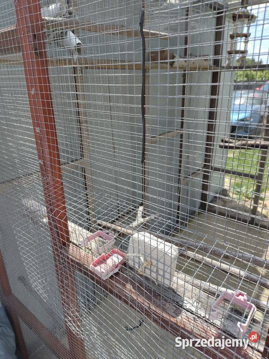 Woliera klatka papug 2m x 2m x 1m śląskie Knurów sprzedam