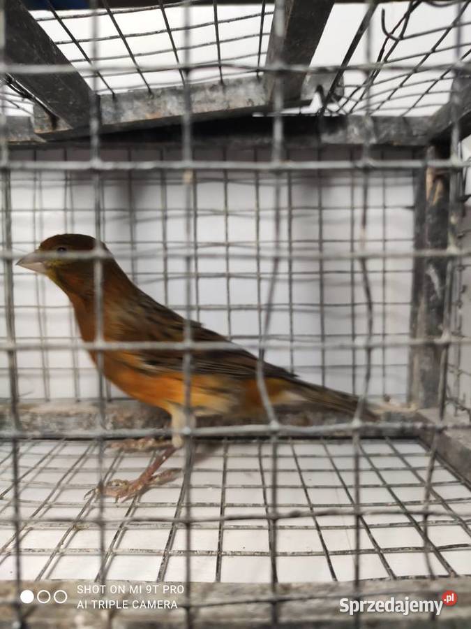 Kanarki własna hodowla Skawina