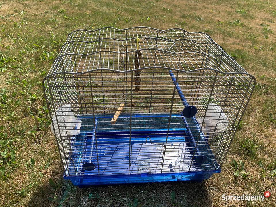 Papuga Blue nicromus nizinny z klatką Łomianki
