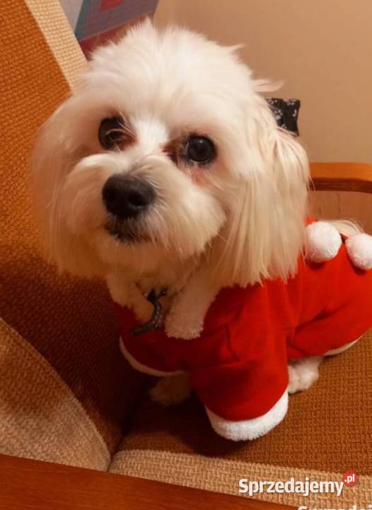 Maltańczyk reproduktor Kołaczkowo