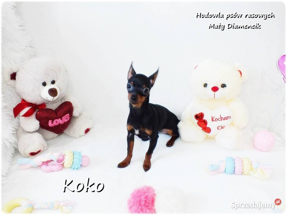 Ultra MINI Sunia KOKO Pinczer miniaturowy Żary