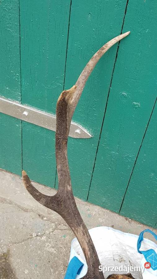 Poroże jelenia rogi dekoracja ścienna Żarów sprzedam