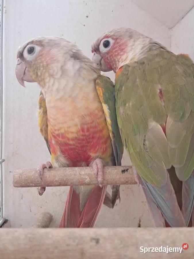 RudosterkaRudosterki Tryńcza