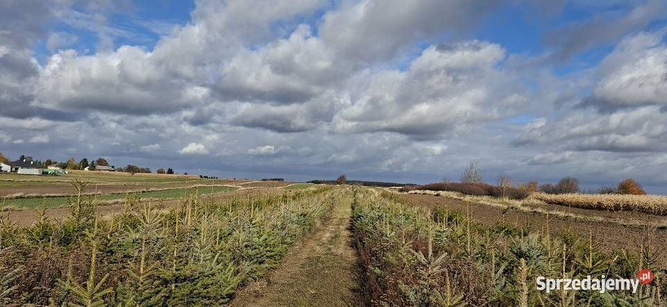 SWIERK CHOINKA Fajsławice