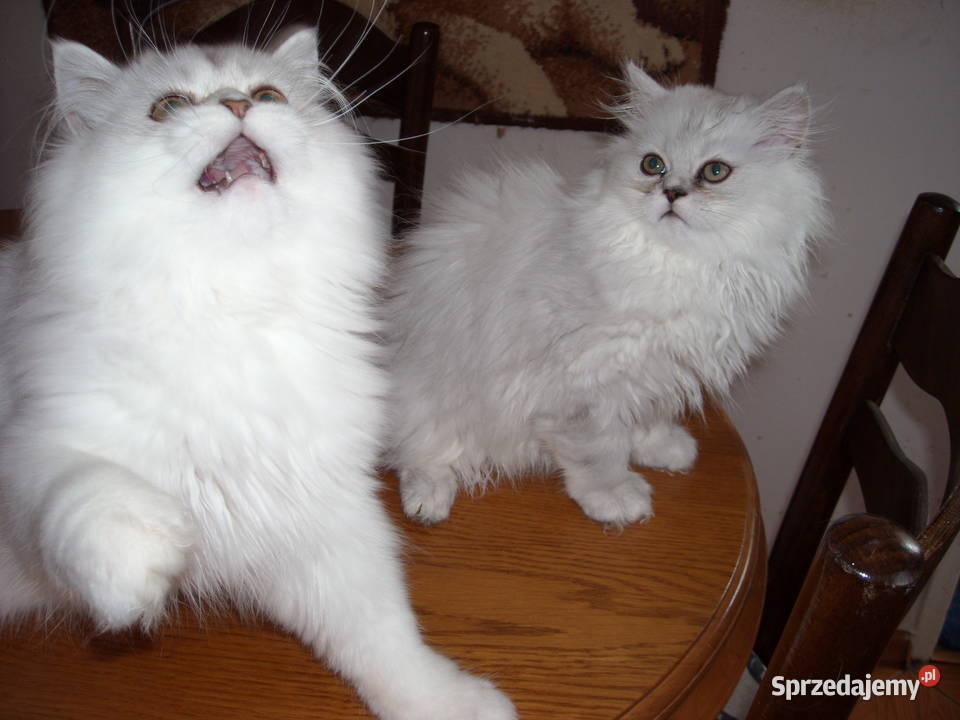 Piekne perskie przytulanki Perski Warszawa