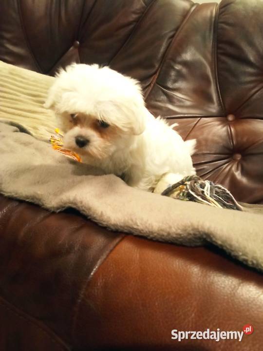 Maltańczyk suczka podkarpackie Dębica