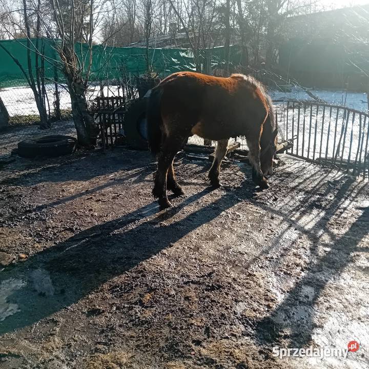 Żrebica 9 miesięcy sprzedam