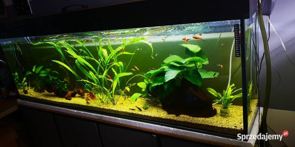 Akwarium 360 L na wymiar Pozostałe podkarpackie Jasło