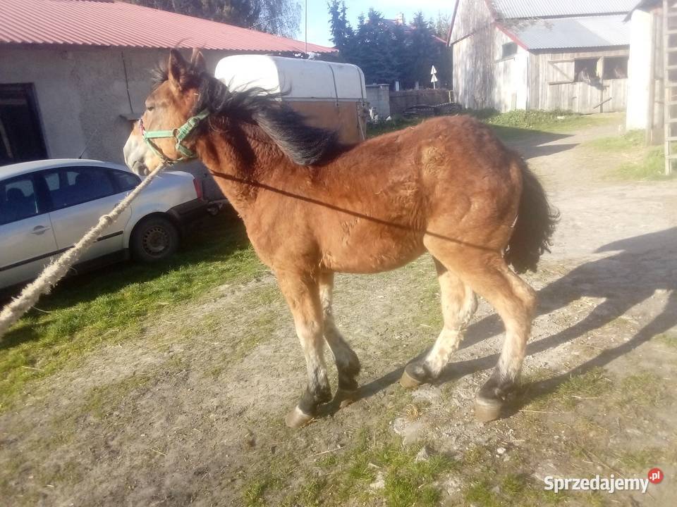 Ogier zimnokrwisty 2letni Piórków
