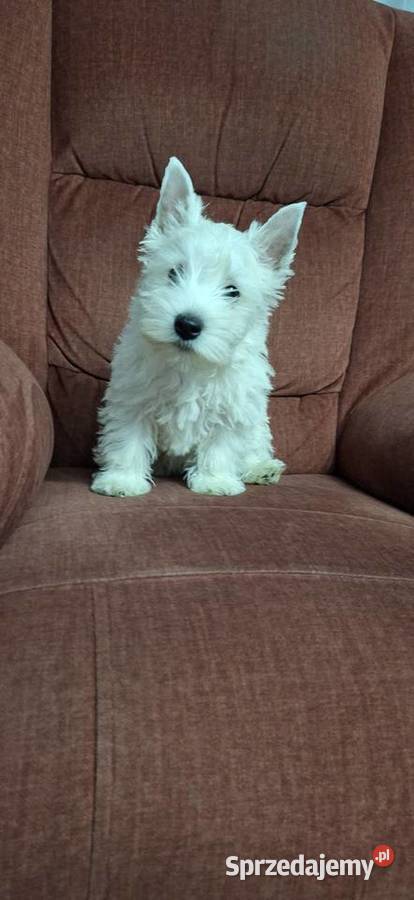 West Highland White Terrier mazowieckie Przysucha sprzedam