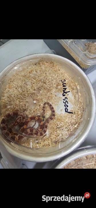 Waz zbozowy odmiany kolorystyczne mlode zachodniopomorskie