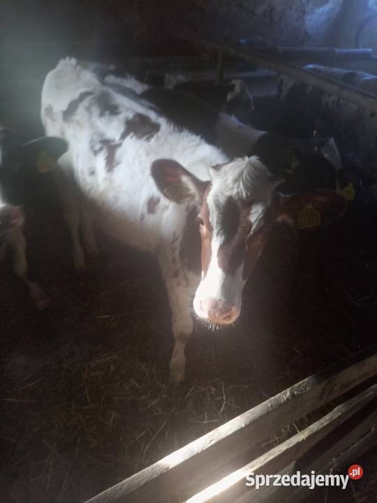 Sprzedam jałówkę Ostrów Wielkopolski