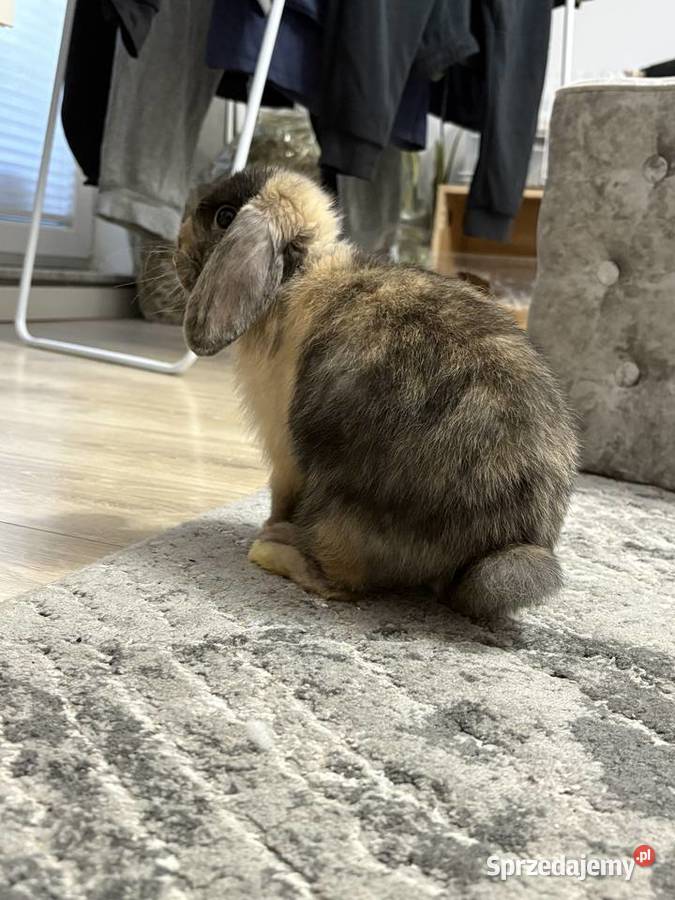 Królik mini lop Poznań