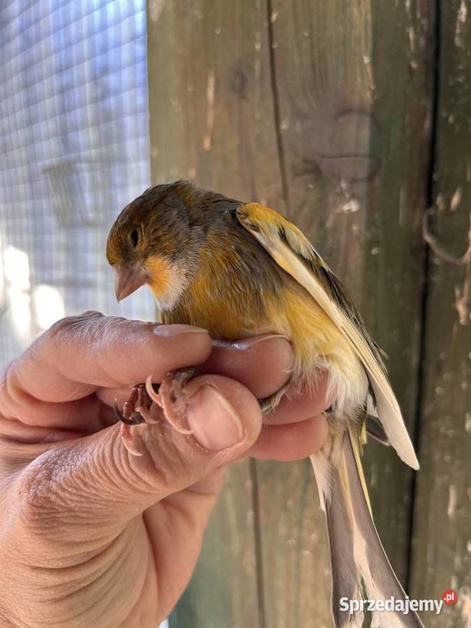 Sprzedam kanarki rosyjskie pomorskie Zbychowo