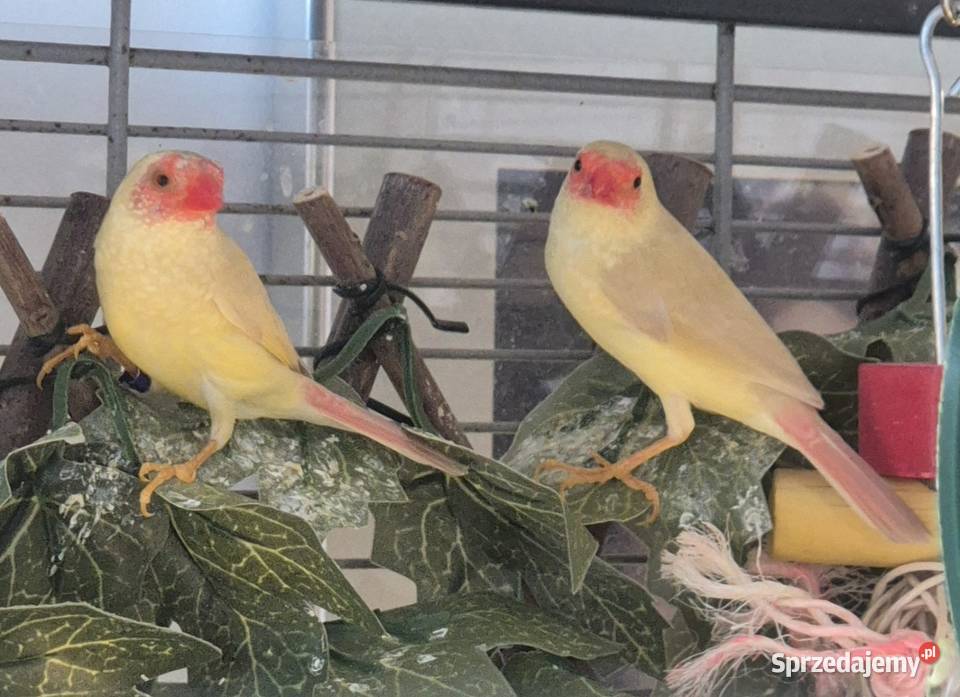 Astryld trzcinowy Szczecin