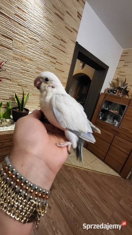 Mnichy nizinne ręcznie karmione Sulbiny sprzedam