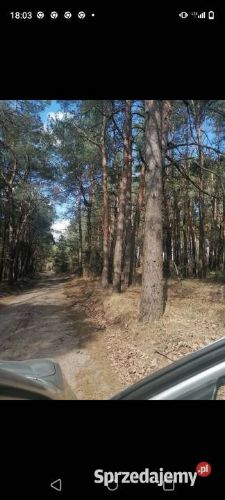 Sprzedam sosny na pniu mazowieckie