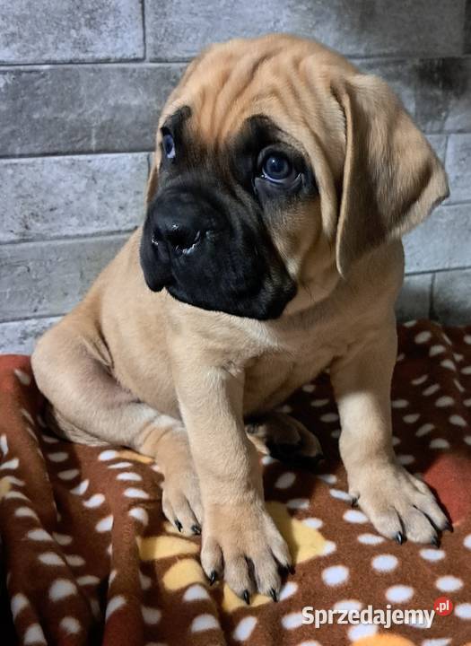 Cane coso szczenie Gierałtów