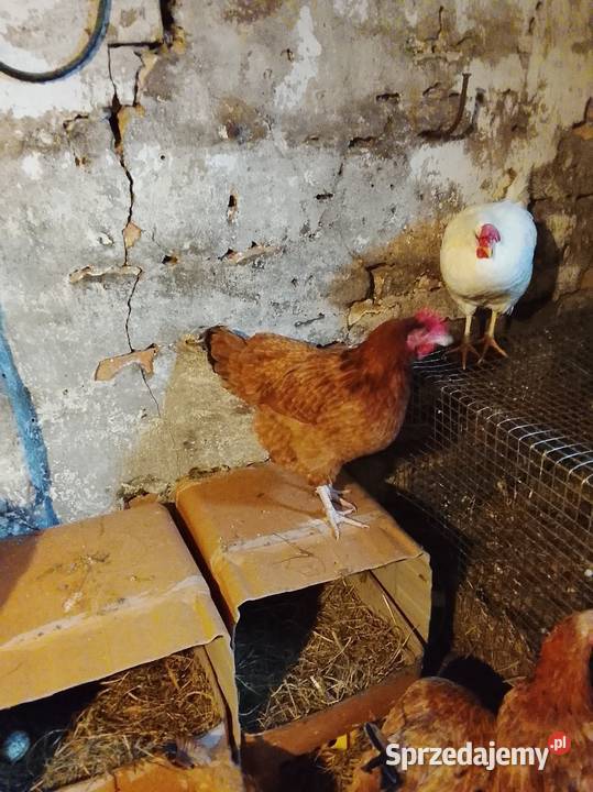 Sprzedam kury nioski Drób i ptactwo lubuskie Brzeźno