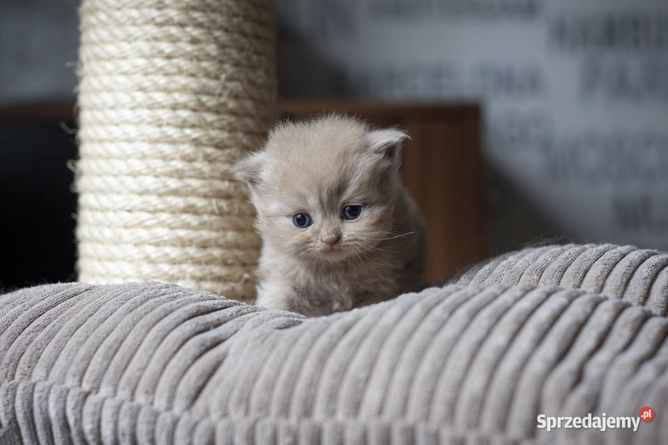Brytyjski Długowłosy Kotka Długowłosa Płowa Kaźmierz sprzedam