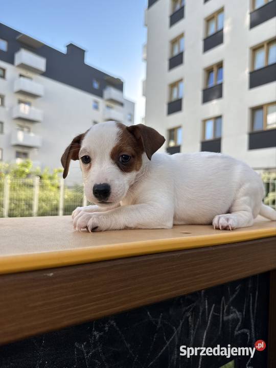 Wyjątkowa suczka Jack Russell Terrier rodowód wielkopolskie