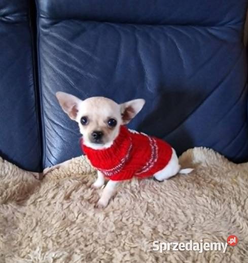 Chihuahua śliczny malutki biały piesek śląskie Częstochowa