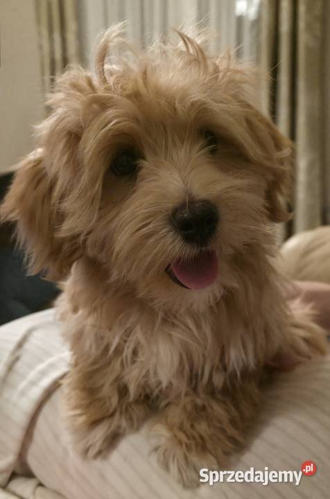 Do odbioru piesek Hawańczyk Championie FCI ZKwP Chrośla sprzedam