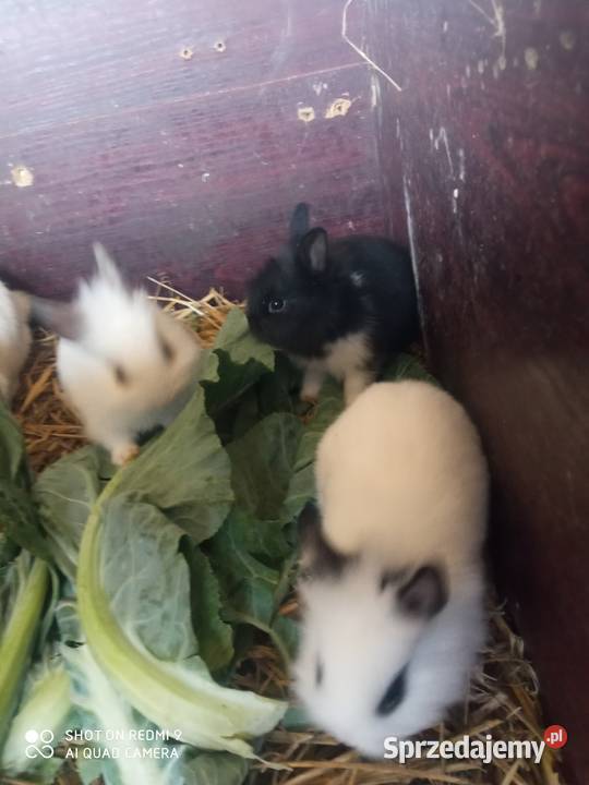 Króliczek miniatura kujawsko-pomorskie Żnin