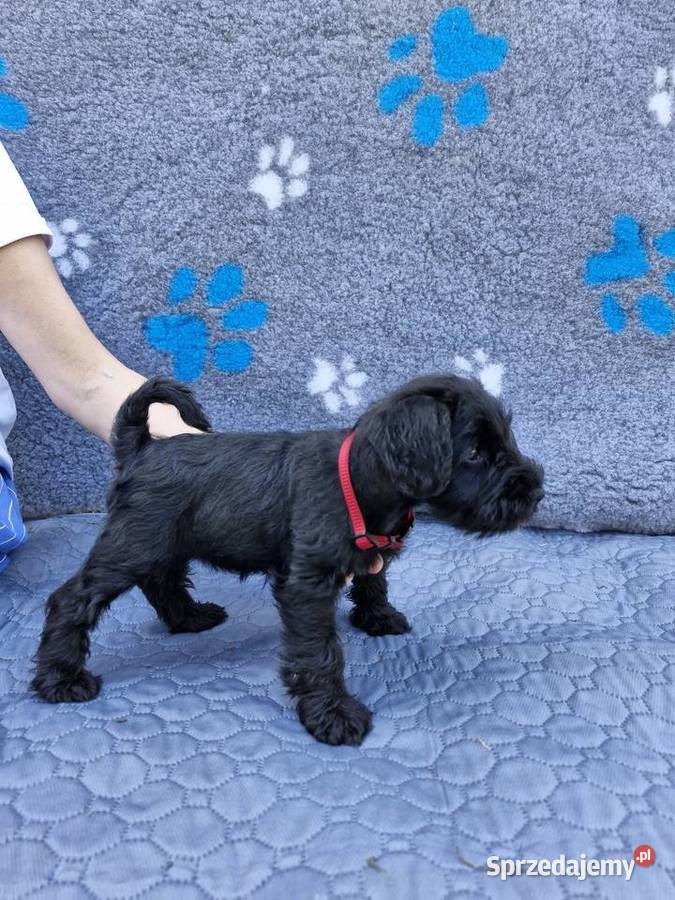 Sznaucer miniaturowy Warszawa