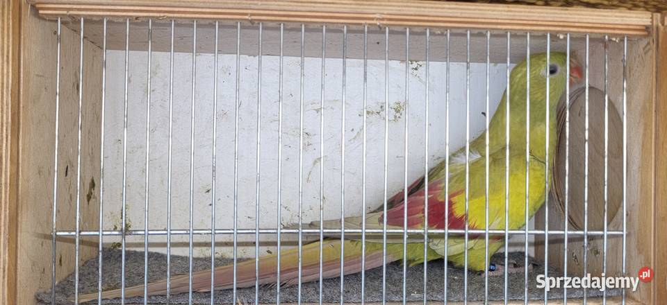 Sprzedam papugi rozelle królewskie górskie Nowy Sącz